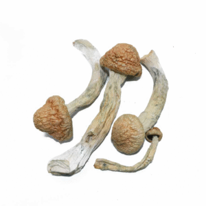 3.5 Grams Dried Mushrooms – Thrasher P.E.