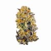 1 Ounce Mid Shelf – Nectarine Lips (Sativa) 28% THC