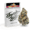 Buy Sherbanger Hybrid Online – Jungle Boys 3.5g Sherbanger