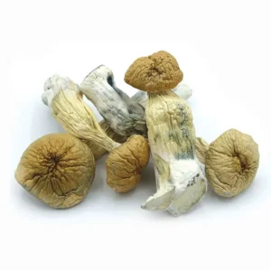28 Grams Dried Mushrooms – Roger Rabbit