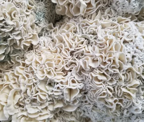 28 Grams Dried Mushrooms – Enigma