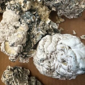 28 Grams Dried Mushrooms – Enigma