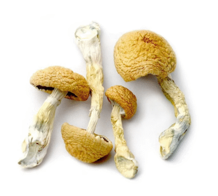 28 Grams Dried Mushrooms – Tidal Wave