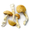 3.5 Grams Dried Mushrooms – Tidal Wave